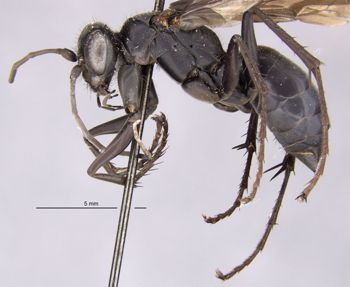 Media type: image;   Entomology 13688 Aspect: habitus lateral view